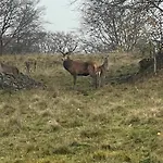 Dans Un Village En Auvergne Sancy Daire *