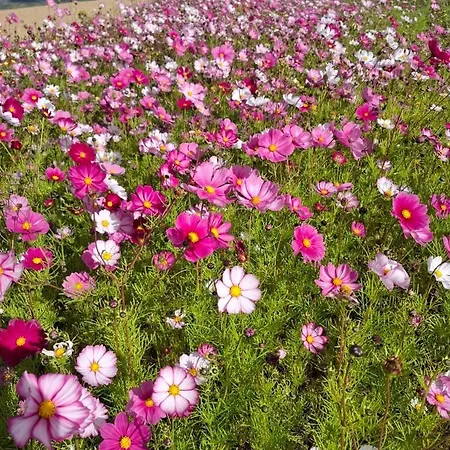 Apartamento Dans Un Village En Auvergne Sancy Égliseneuve-dʼEntraigues