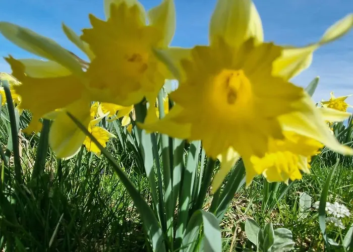Dans Un Village En Auvergne Sancy Апартаменты *