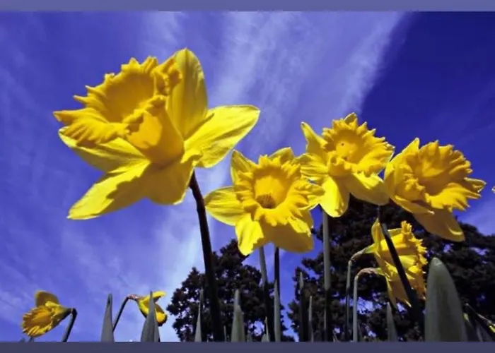Dans Un Village En Auvergne Sancy